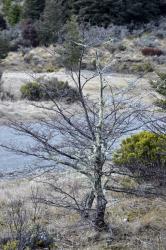 Nothofagus antarctica: small tree without leaves (late August).
 Image: K.A. Ford © Landcare Research 2015 CC BY 3.0 NZ